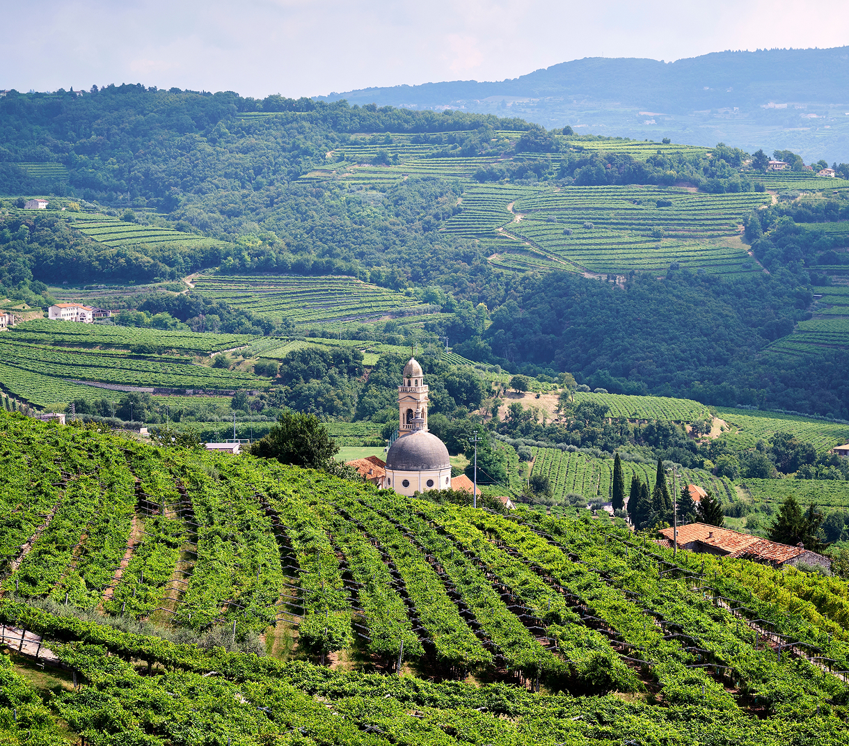 Valpolicella di Negrar veduta su un vigneto